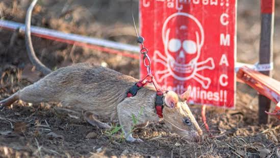 Rat breaks Guinness World Records for sniffing out 109 landmines, gong-news.com