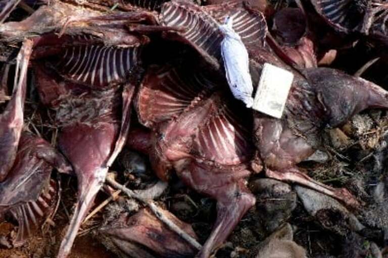 Wild Africa Urges Nigeria to Tackle Bushmeat Trade to Prevent Future Pandemics, gong-news.com