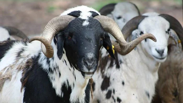Rams displayed for sale at a livestock market in Kaduna ahead of Eid-el-Kabir celebrations.
