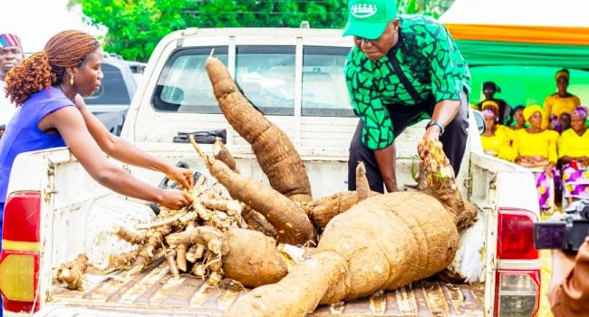 Improved cassava varieties displayed during the launch event at Assured Model Farm in Oruk Anam, Akwa Ibom State.