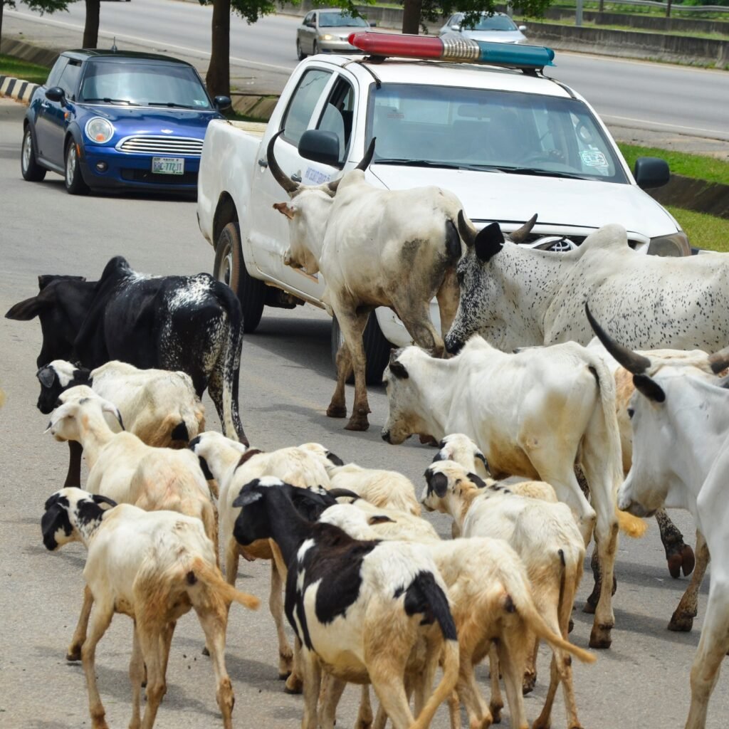 FCT Minister Nyesom Wike apologized for the continued presence of roaming cattle on city streets.