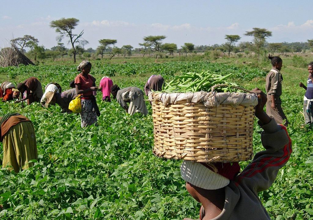 Deadly bandit attack on farmers in Birnin Gwari, Kaduna State.