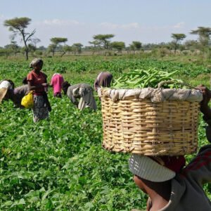 Deadly bandit attack on farmers in Birnin Gwari, Kaduna State.