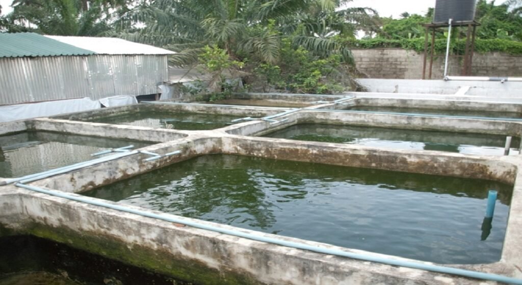 Three children who drowned in an abandoned fish pond in Saniko Community, Agbarha-Otor, Delta State.