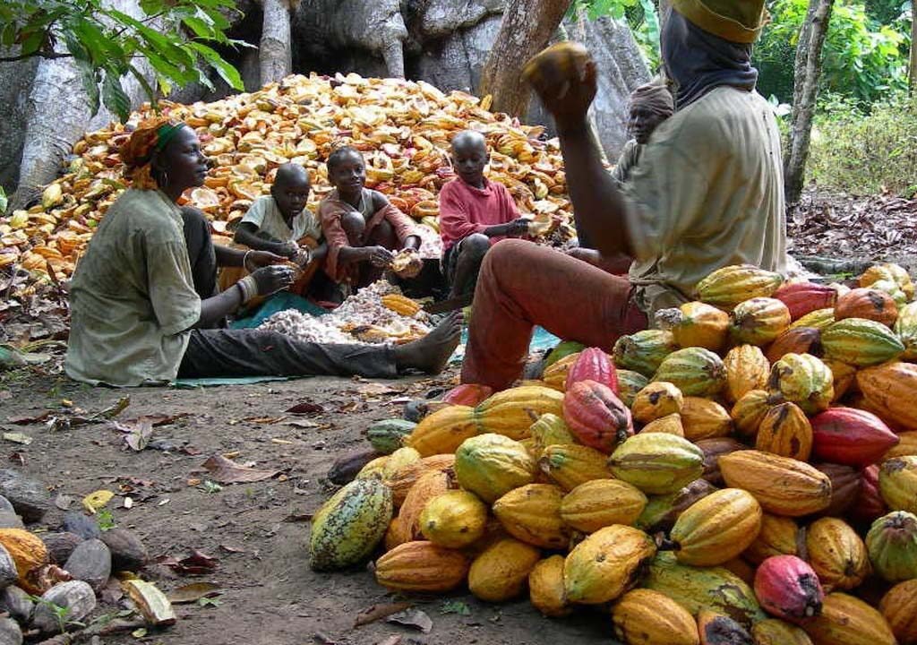 40 per cent of African smallholder cocoa farmers could lose access to the European Union market over deforestation compliance requirements.