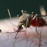report on the first known human Shamonda virus infection and its detection in 14 European countries.