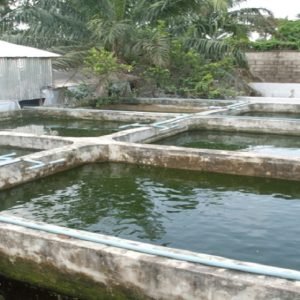 Three children who drowned in an abandoned fish pond in Saniko Community, Agbarha-Otor, Delta State.