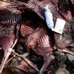 Wild Africa Urges Nigeria to Tackle Bushmeat Trade to Prevent Future Pandemics, gong-news.com