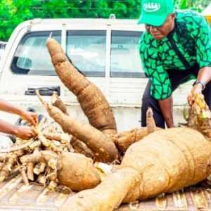 Improved cassava varieties displayed during the launch event at Assured Model Farm in Oruk Anam, Akwa Ibom State.