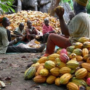 40 per cent of African smallholder cocoa farmers could lose access to the European Union market over deforestation compliance requirements.