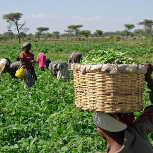 Deadly bandit attack on farmers in Birnin Gwari, Kaduna State.