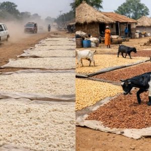 Roadside Food Drying in Nigeria Raises Alarming Health Risks