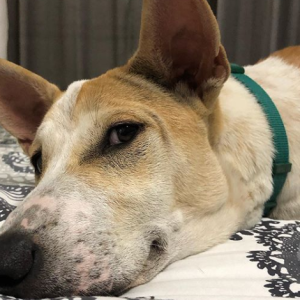 Dog chases man to death in Kwara