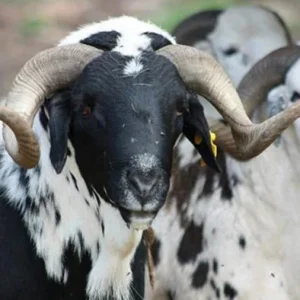 Rams displayed for sale at a livestock market in Kaduna ahead of Eid-el-Kabir celebrations.