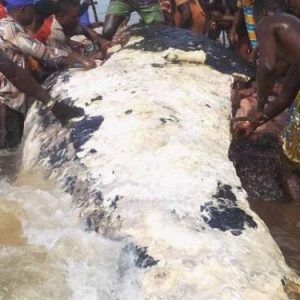 Giant whale yet again captured and butchered in seaside community of Bayelsa