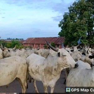 Troops arrest 1000 cattle grazing on farmlands – Plateau State