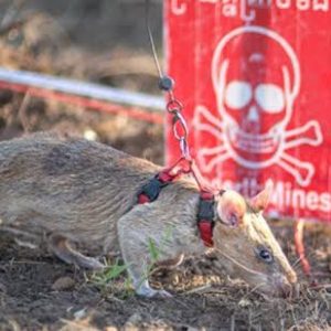 Rat breaks Guinness World Records for sniffing out 109 landmines, gong-news.com