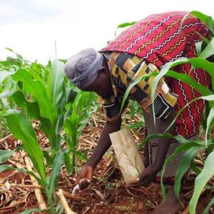 FCT Minister of state commences distribution of CBN fertilizers to farmers