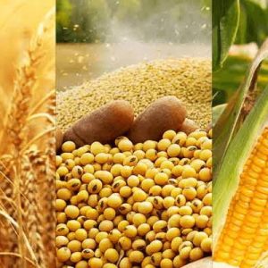 Tinubu commends AFDB for a $520M Investment in Agro-Industries