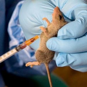 Lassa Fever Outbreak: Kaduna confirms five deaths